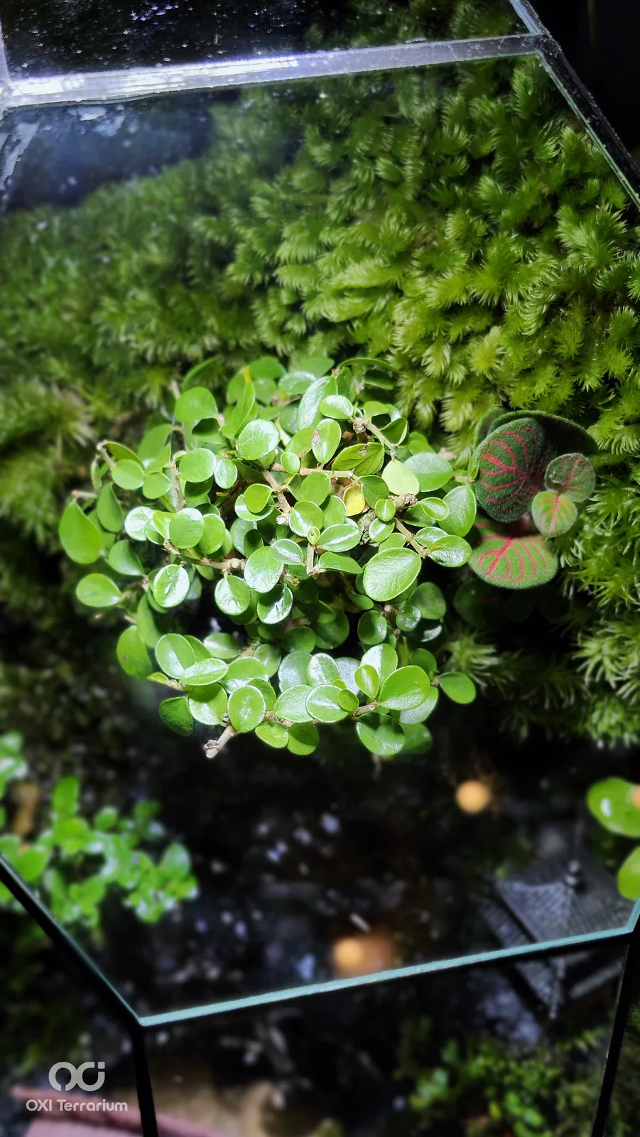 Làng Nhỏ Ven Suối — ảnh 3