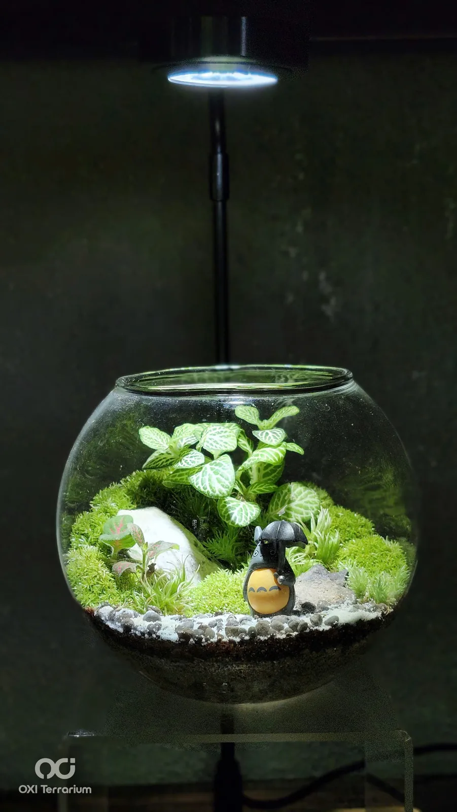 Totoro Trú Mưa — ảnh 2