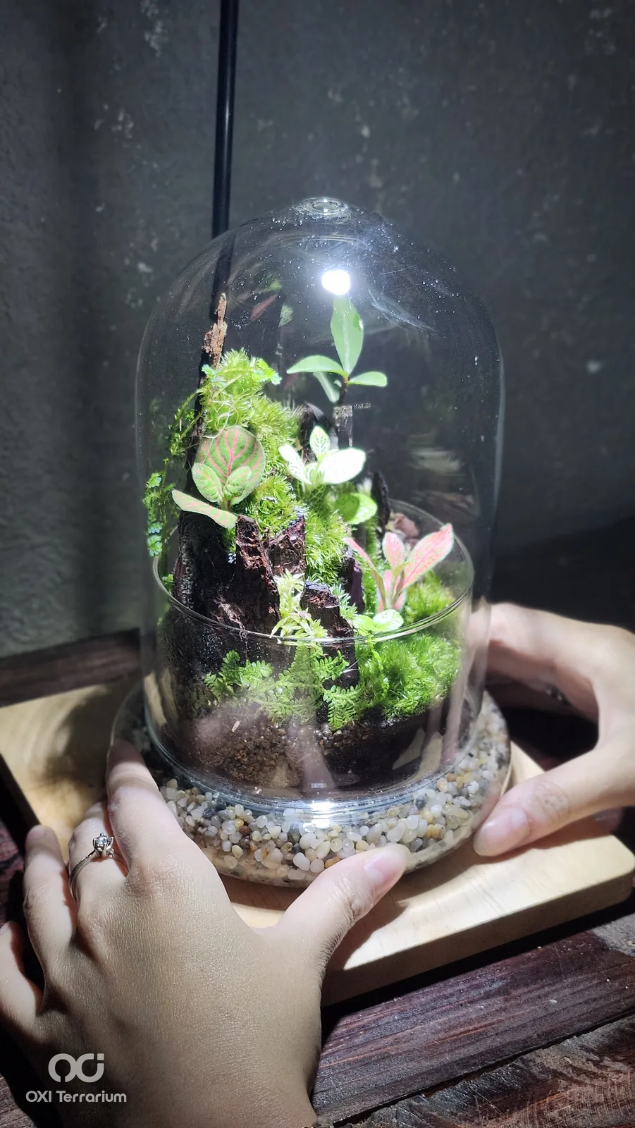 Đồi Lũa Xanh — ảnh 3