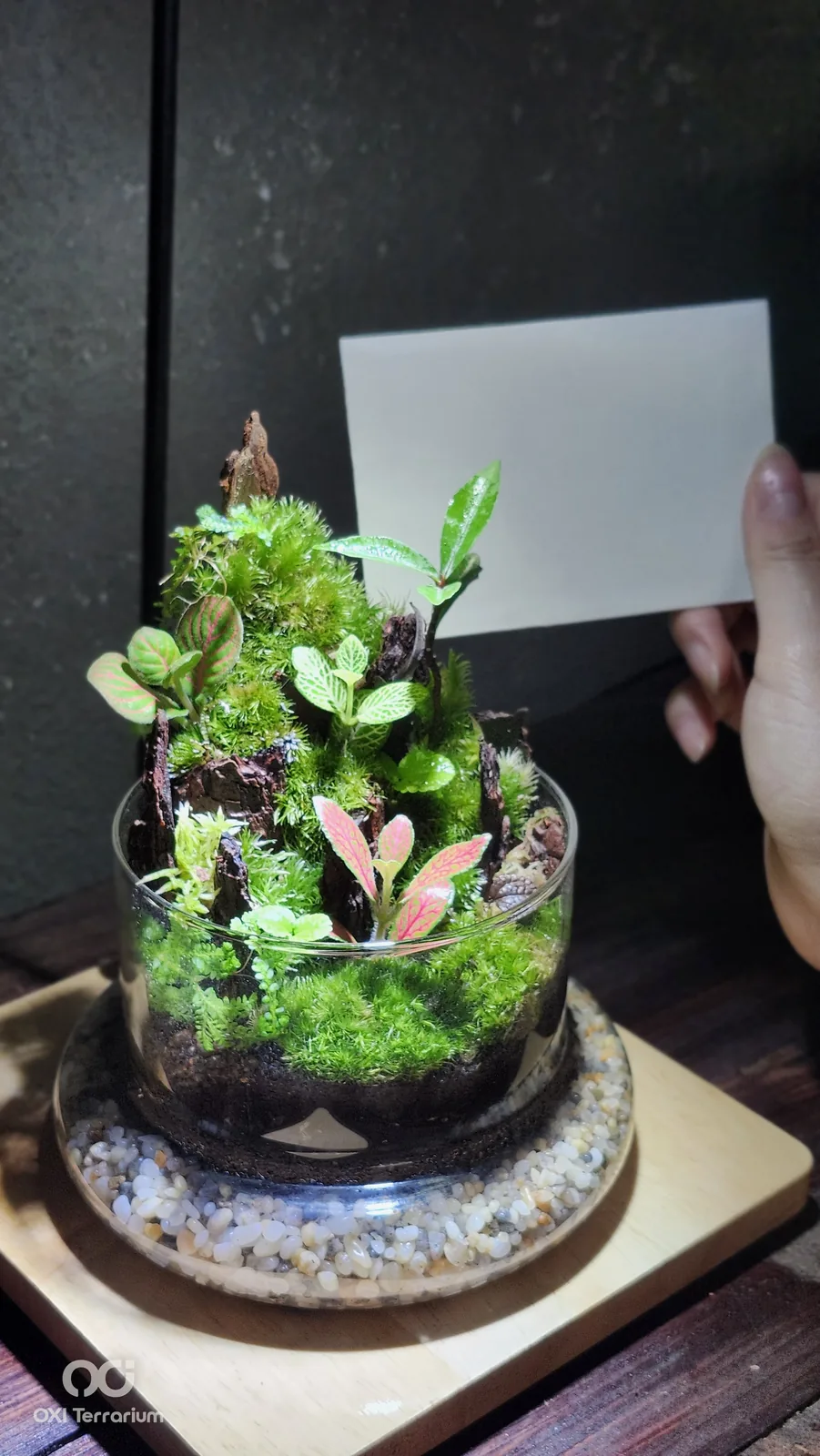 Đồi Lũa Xanh — ảnh 5