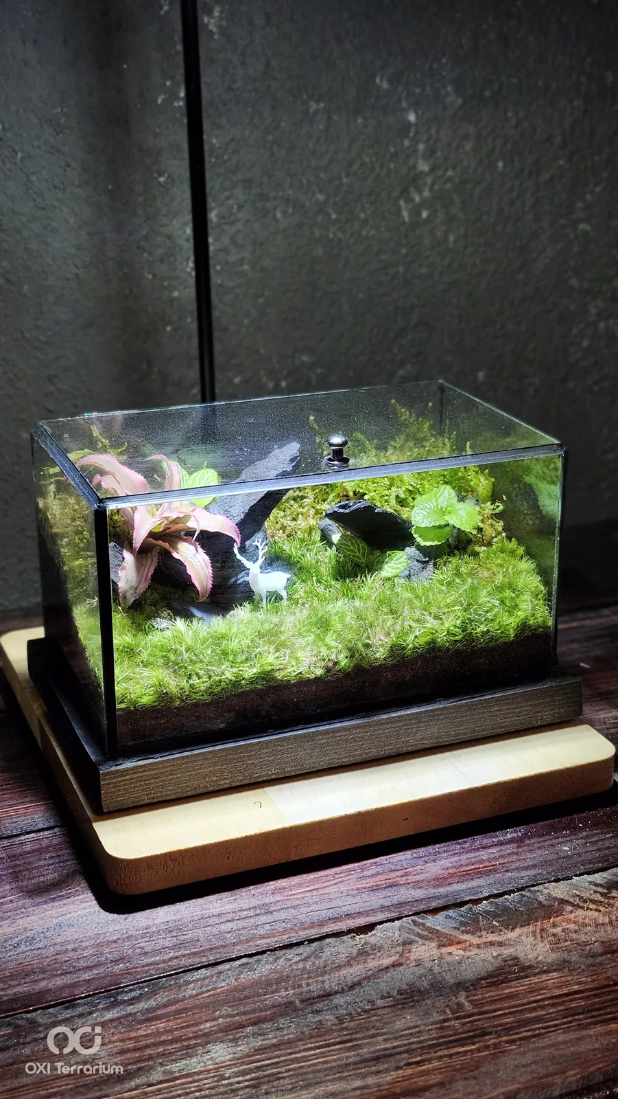 Hươu Trắng Giữa Rừng — ảnh 5