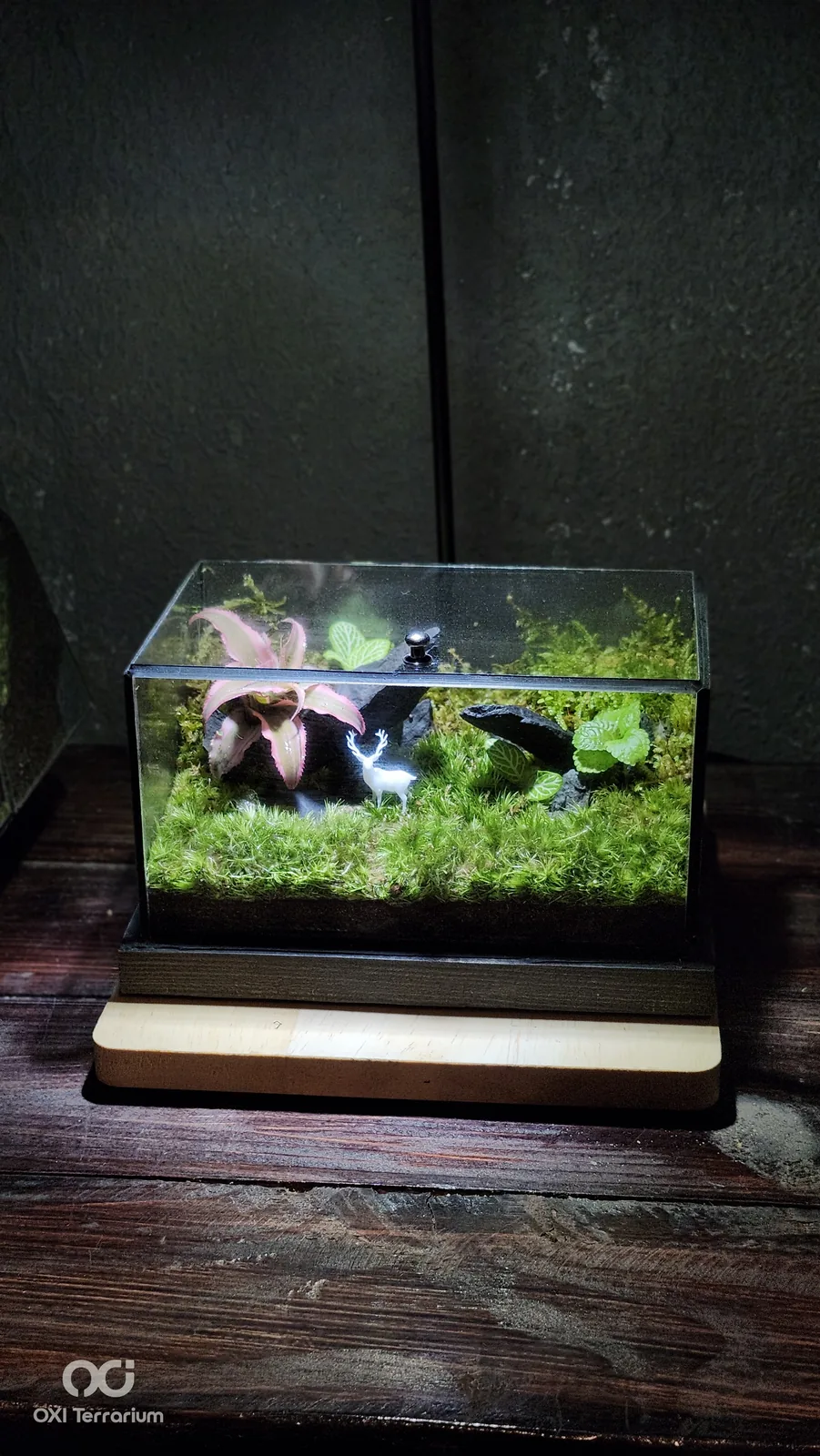 Hươu Trắng Giữa Rừng — ảnh 6
