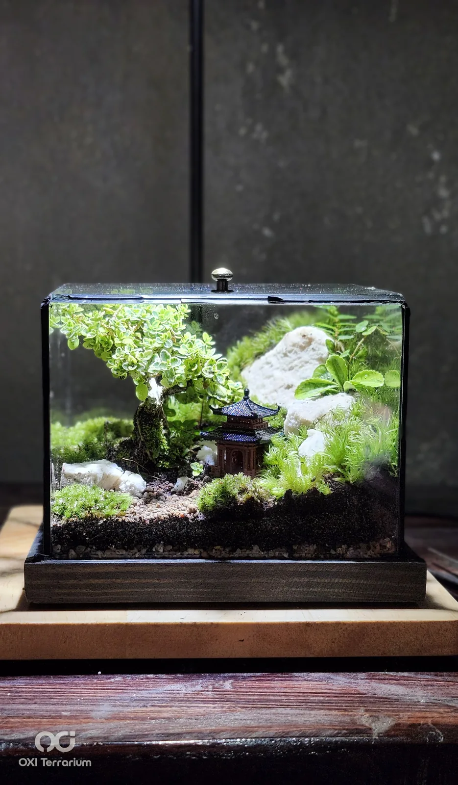 Nhà Cổ Bên Bonsai — ảnh 2