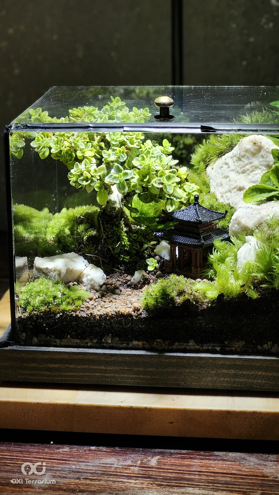 Nhà Cổ Bên Bonsai — ảnh 5
