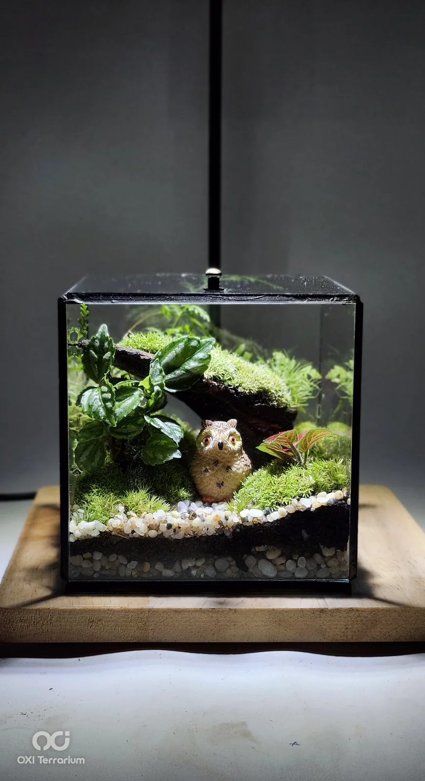 Chú Cú Gác Rừng — ảnh 2