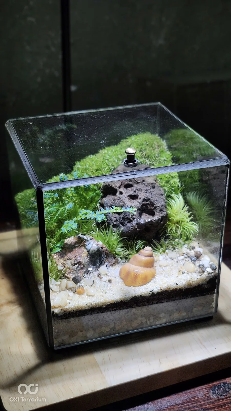 Bãi Cát Vỏ Ốc — ảnh 2
