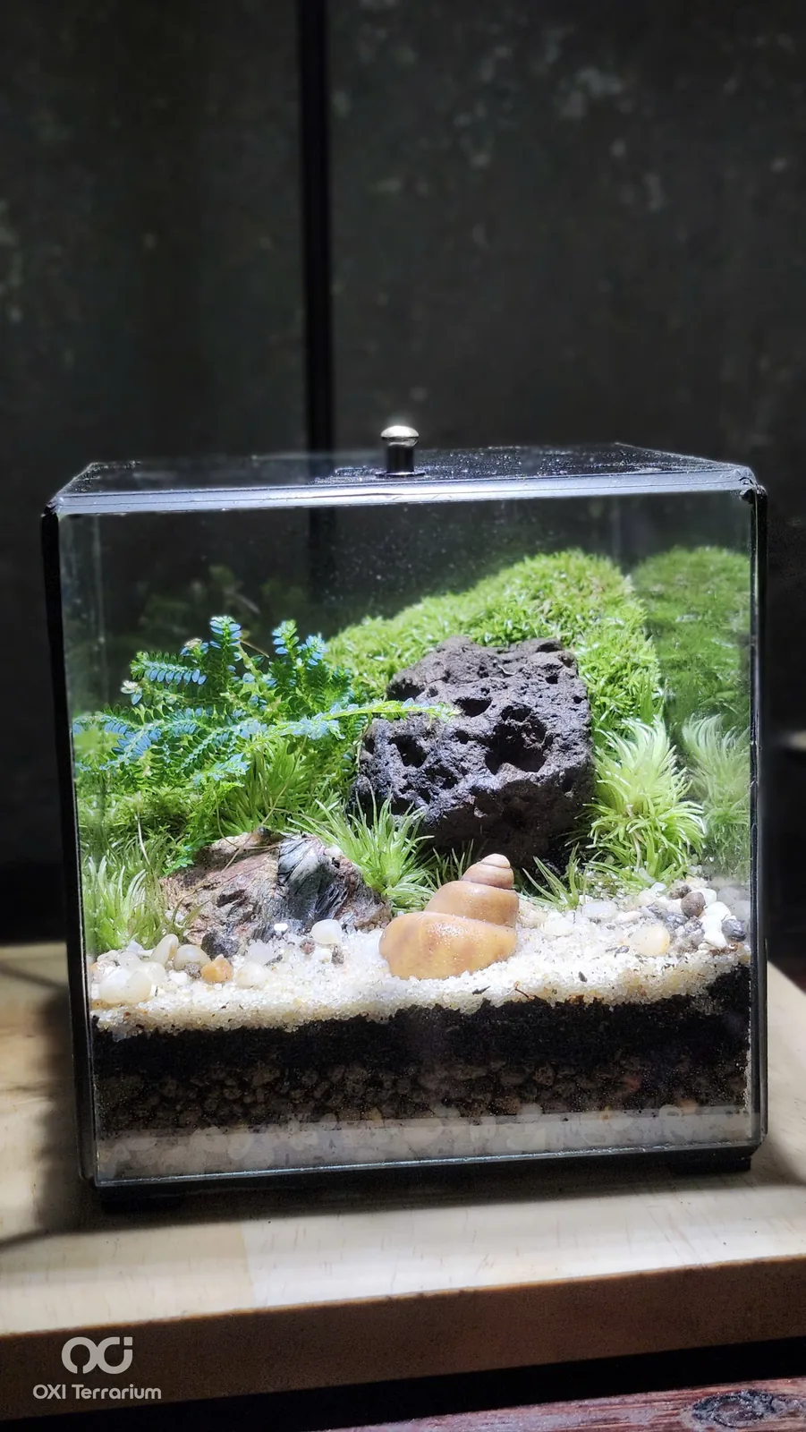 Bãi Cát Vỏ Ốc — ảnh 3