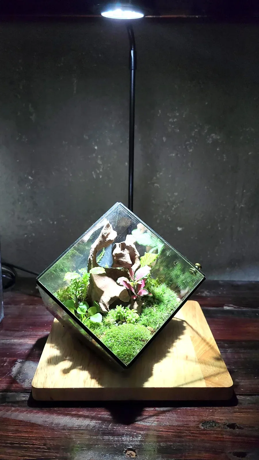 Một Góc Rừng Nhỏ