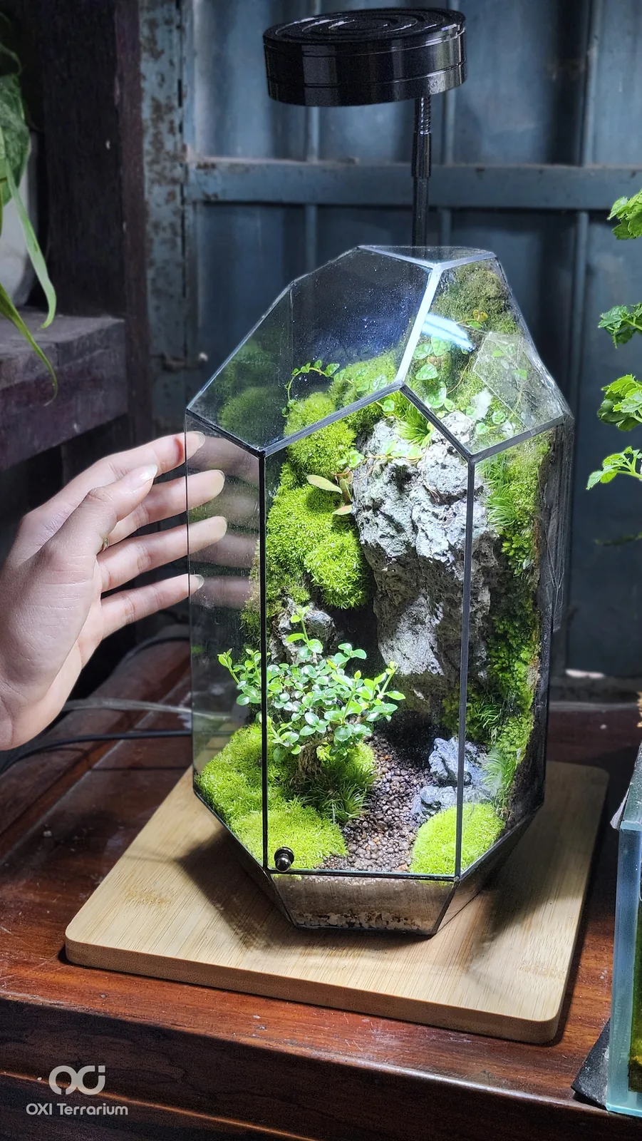 Vách Đá Rêu Xanh — ảnh 3
