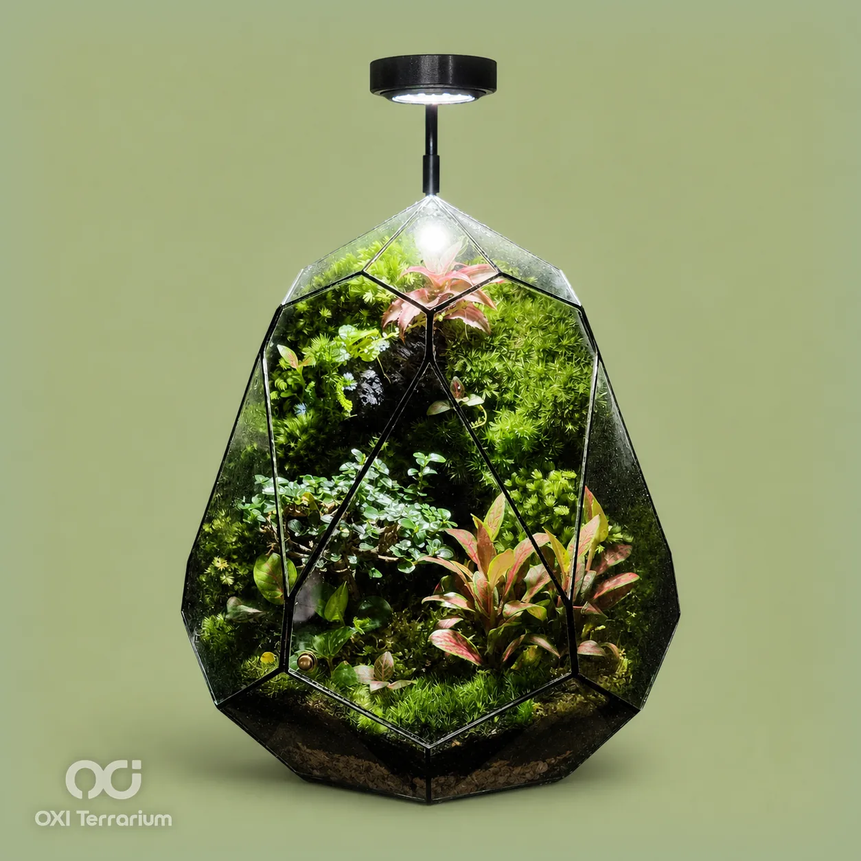 Giọt Rừng Sương