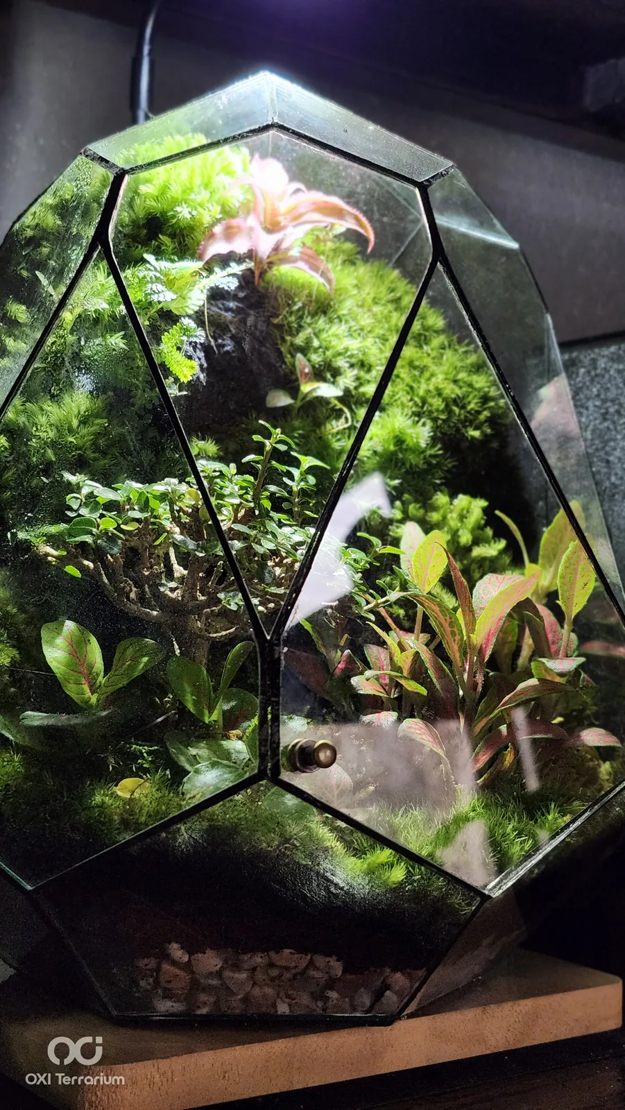 Giọt Rừng Sương — ảnh 4