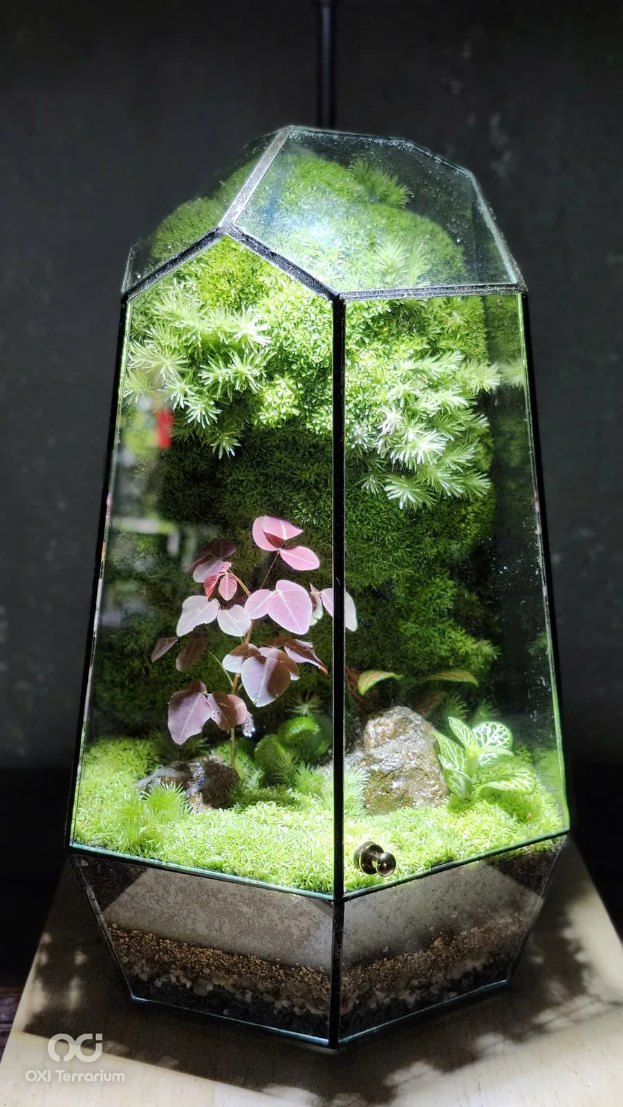 Ngọn Đồi Lá Tím — ảnh 2