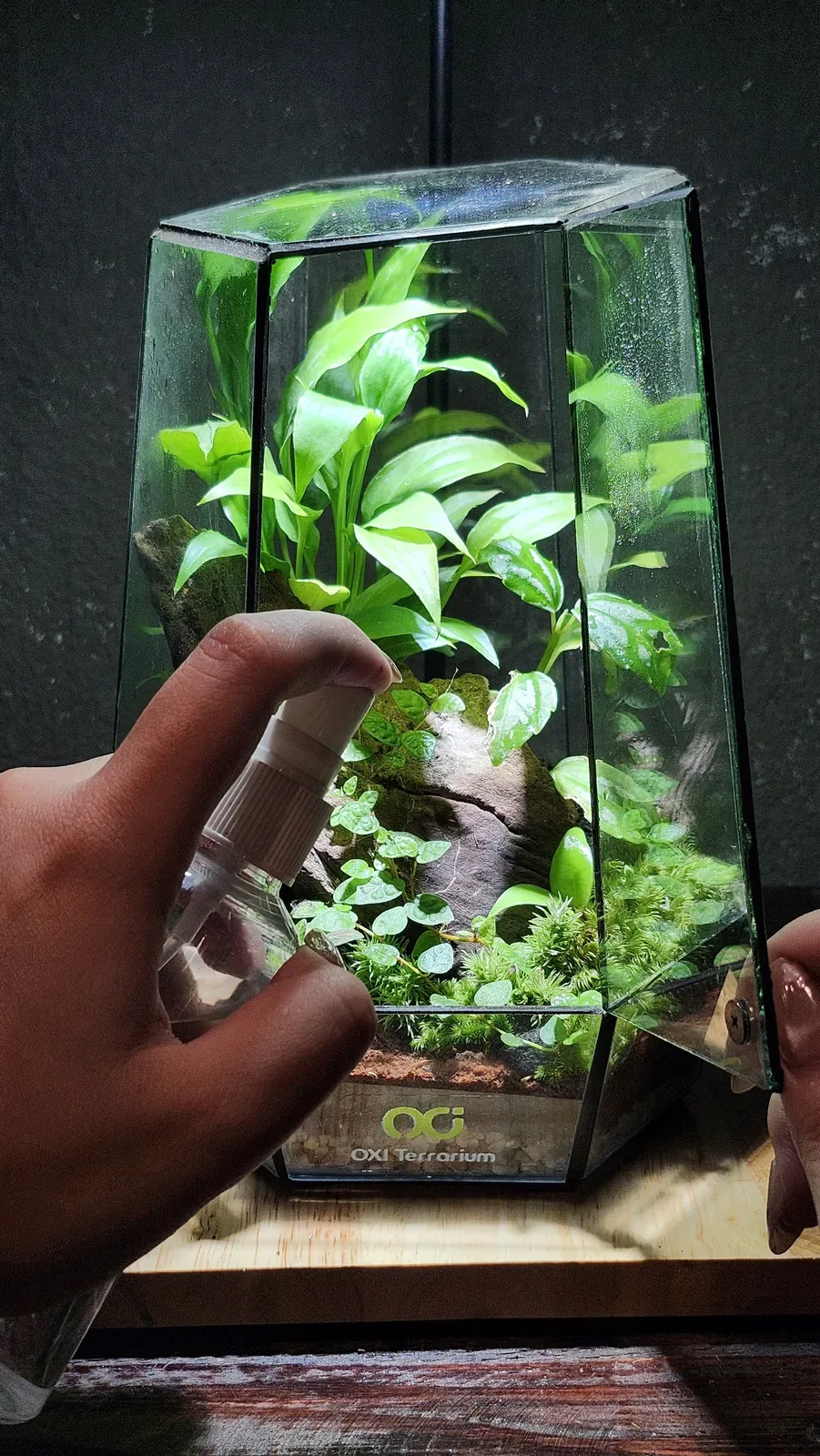 Một Nhánh Rừng